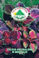 Coleus arcobaleno in miscuglio