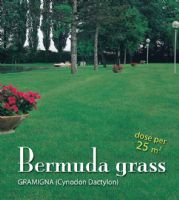 Bermuda grass