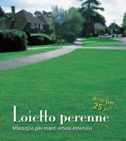 Loietto perenne