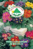 Primula dei giardini in miscuglio